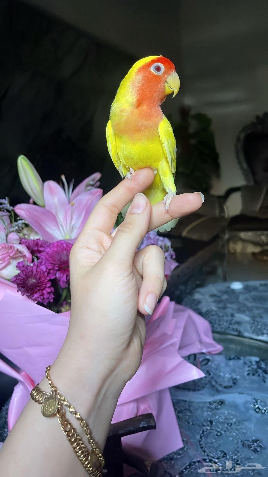 للبيع ببغاء الروز الأليف64514817158914113