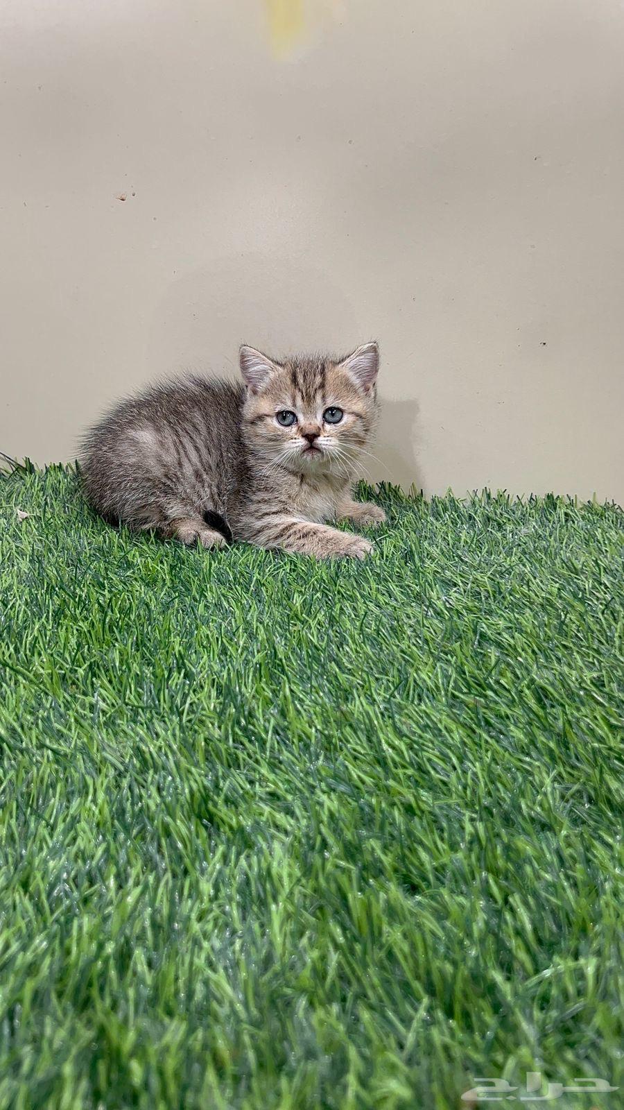 Scotch Street for sale at an attractive price64517076550403110