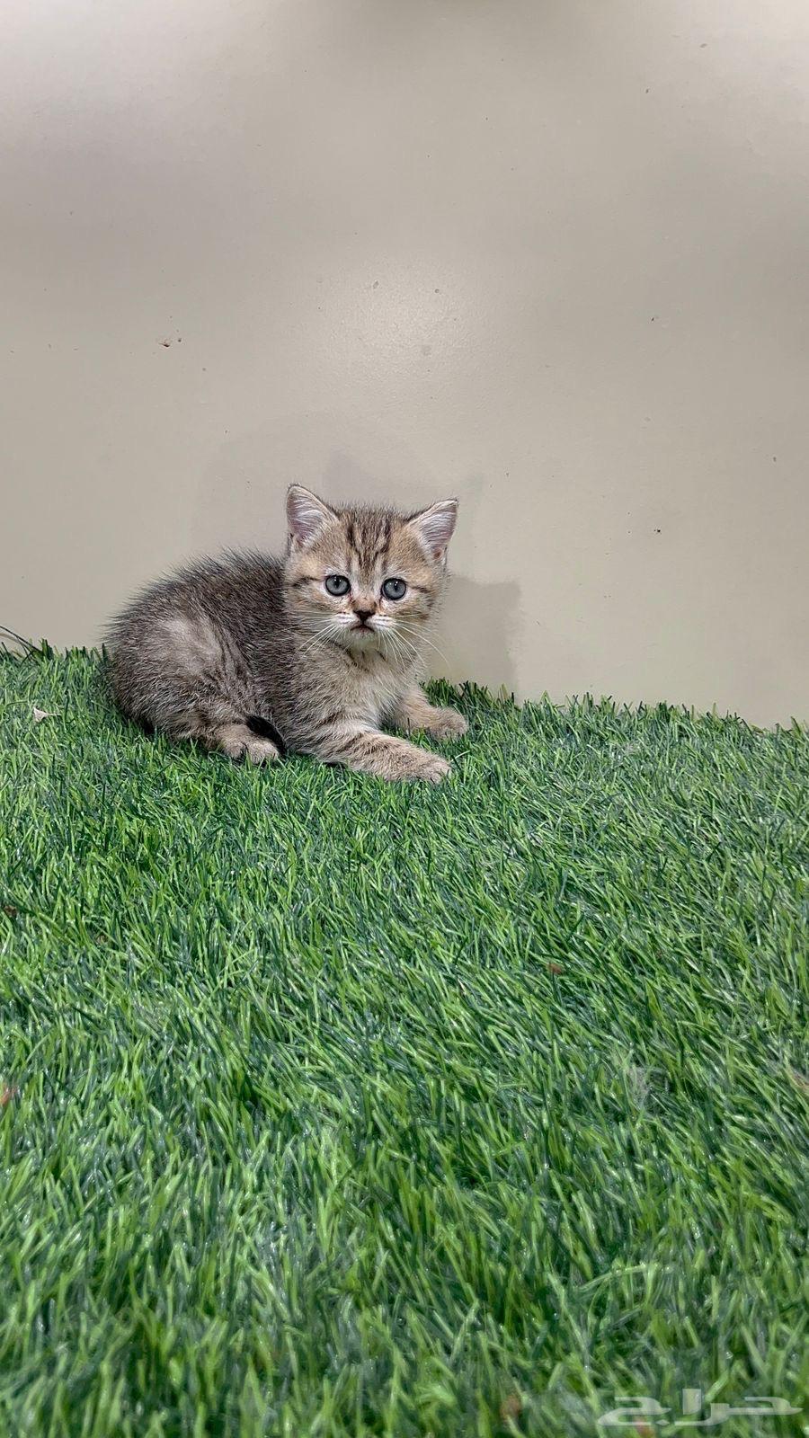 Scotch Street for sale at an attractive price64517076550403112