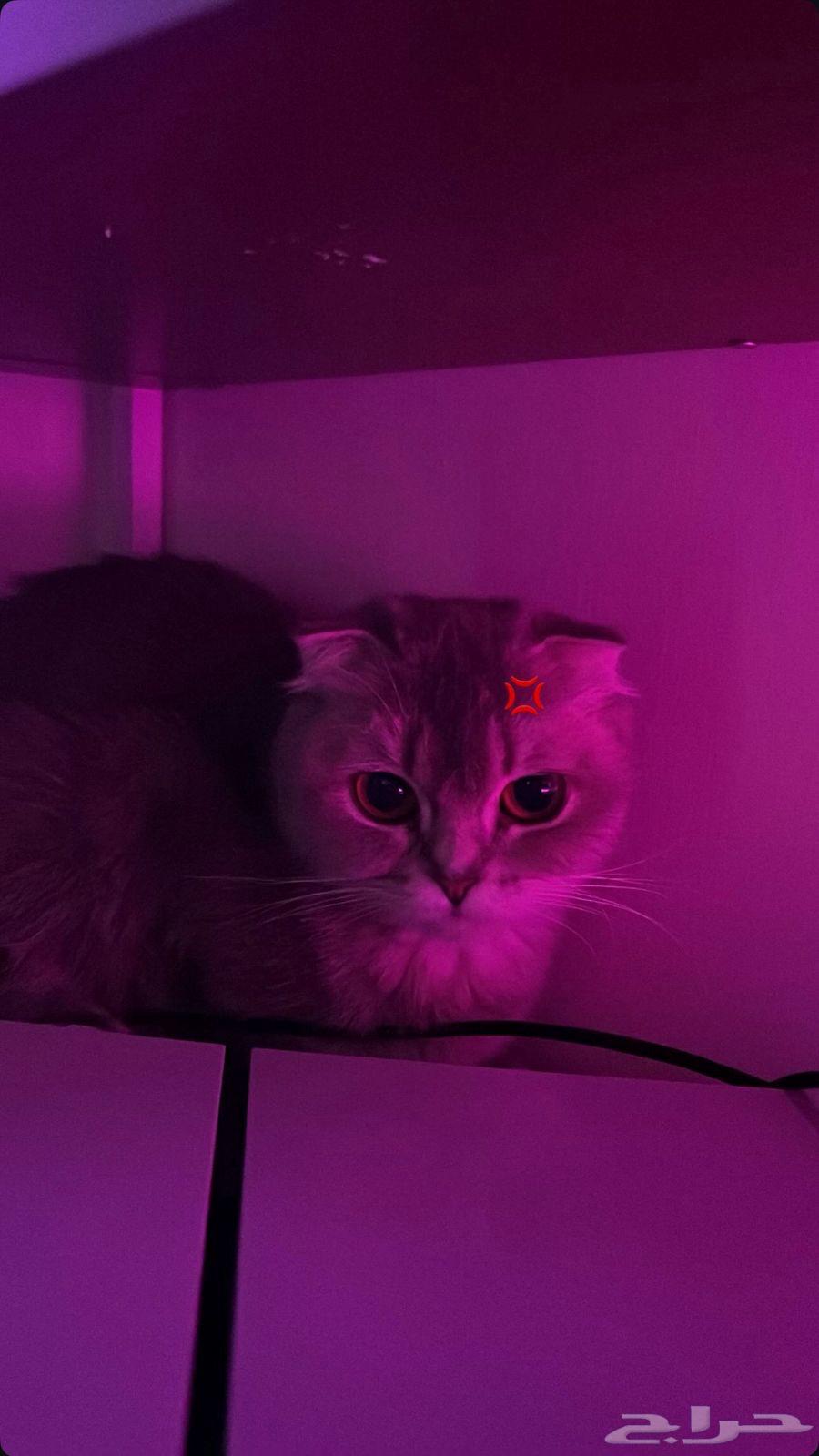 قطط للبيع64516003098115110