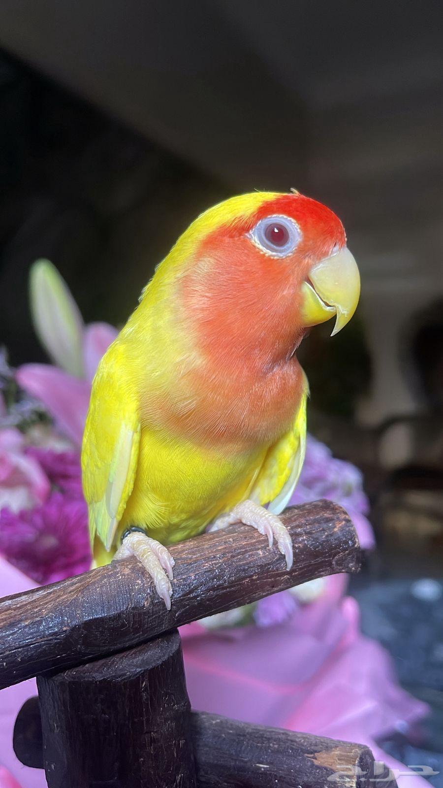 للبيع ببغاء الروز الأليف64517462948611113