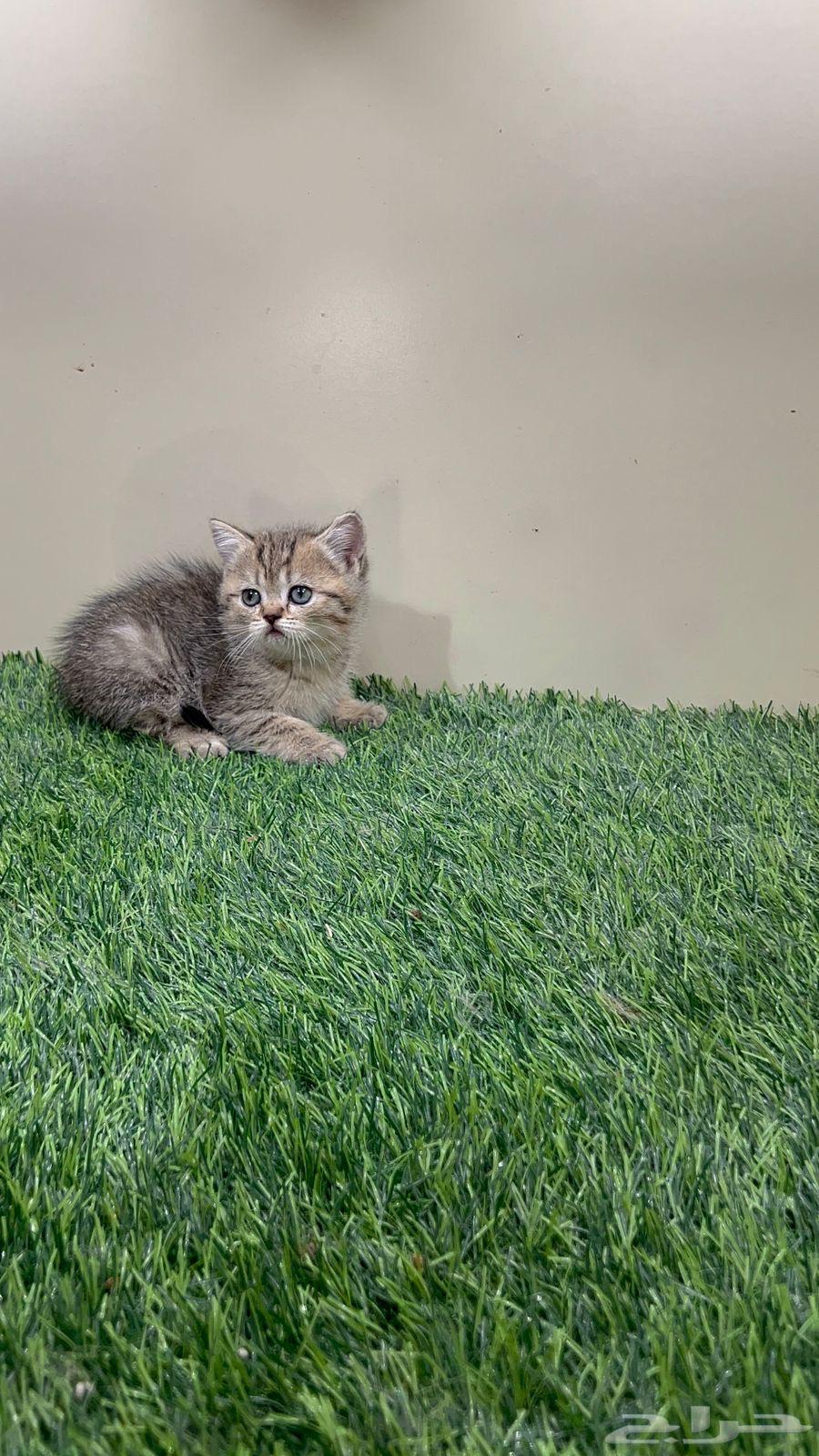 Scotch Street for sale at an attractive price64517076550403114