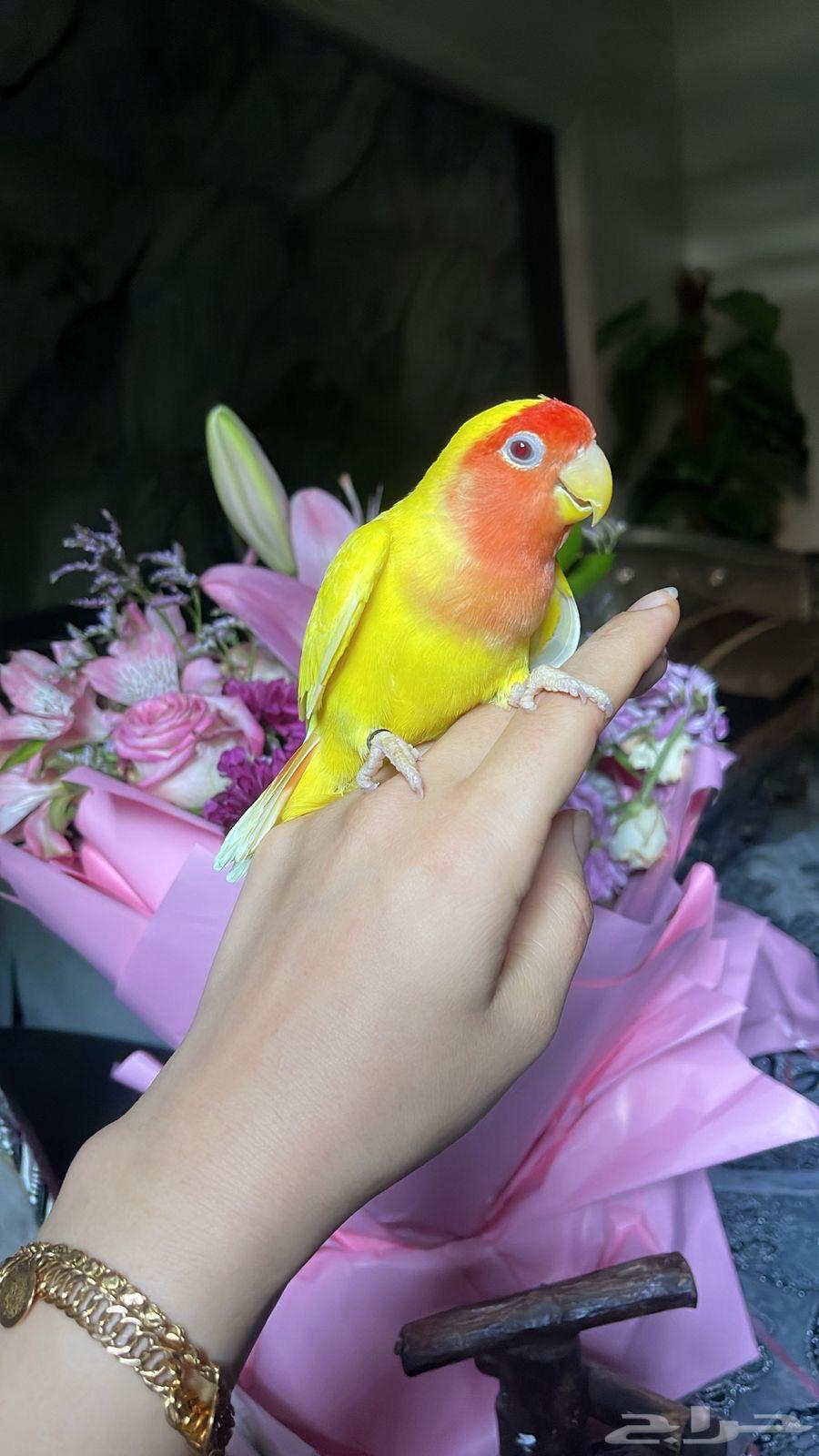 للبيع ببغاء الروز الأليف64517462948611111