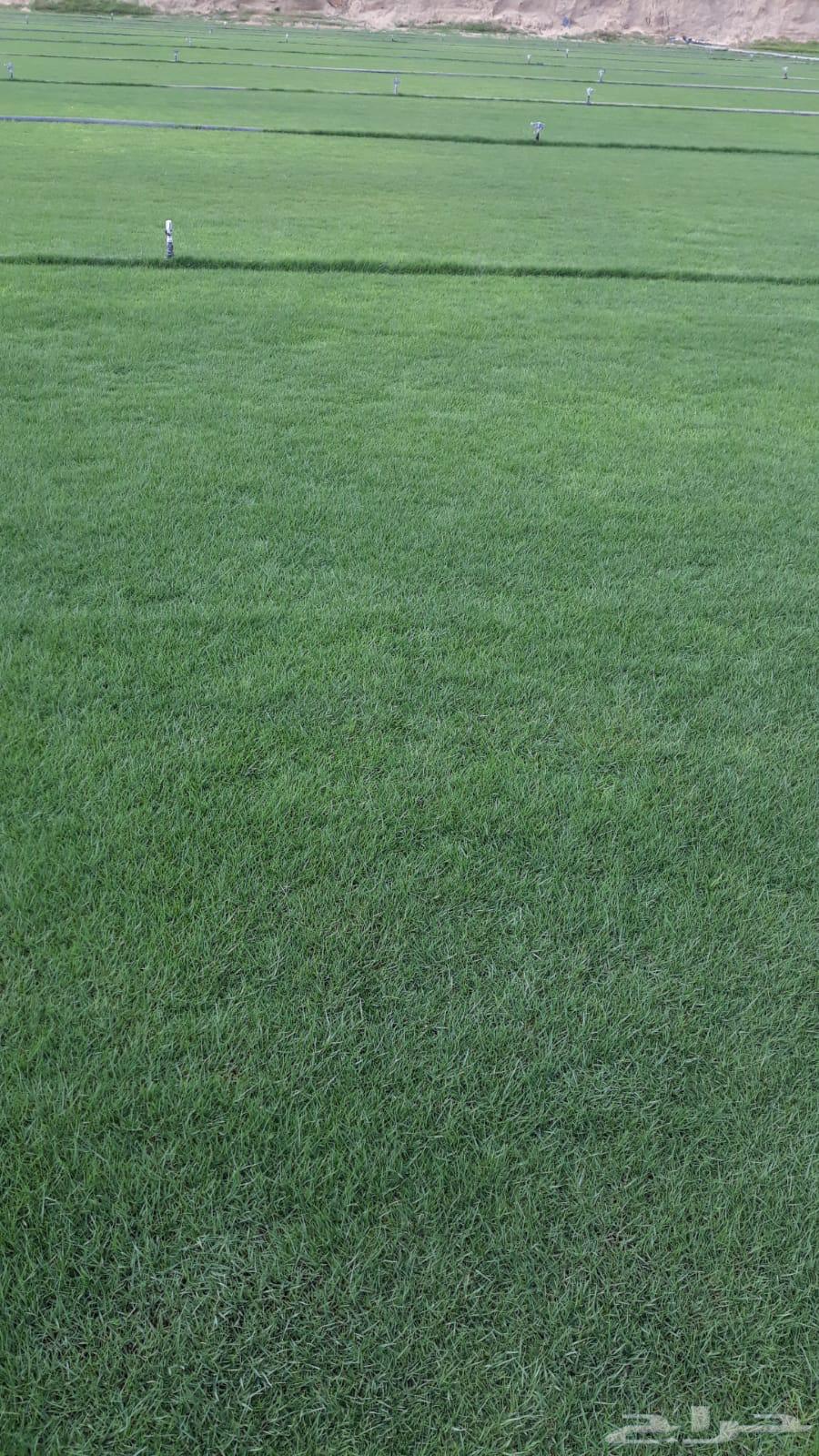 لبيع نجيله طبيعيه خضراء64511954147713112