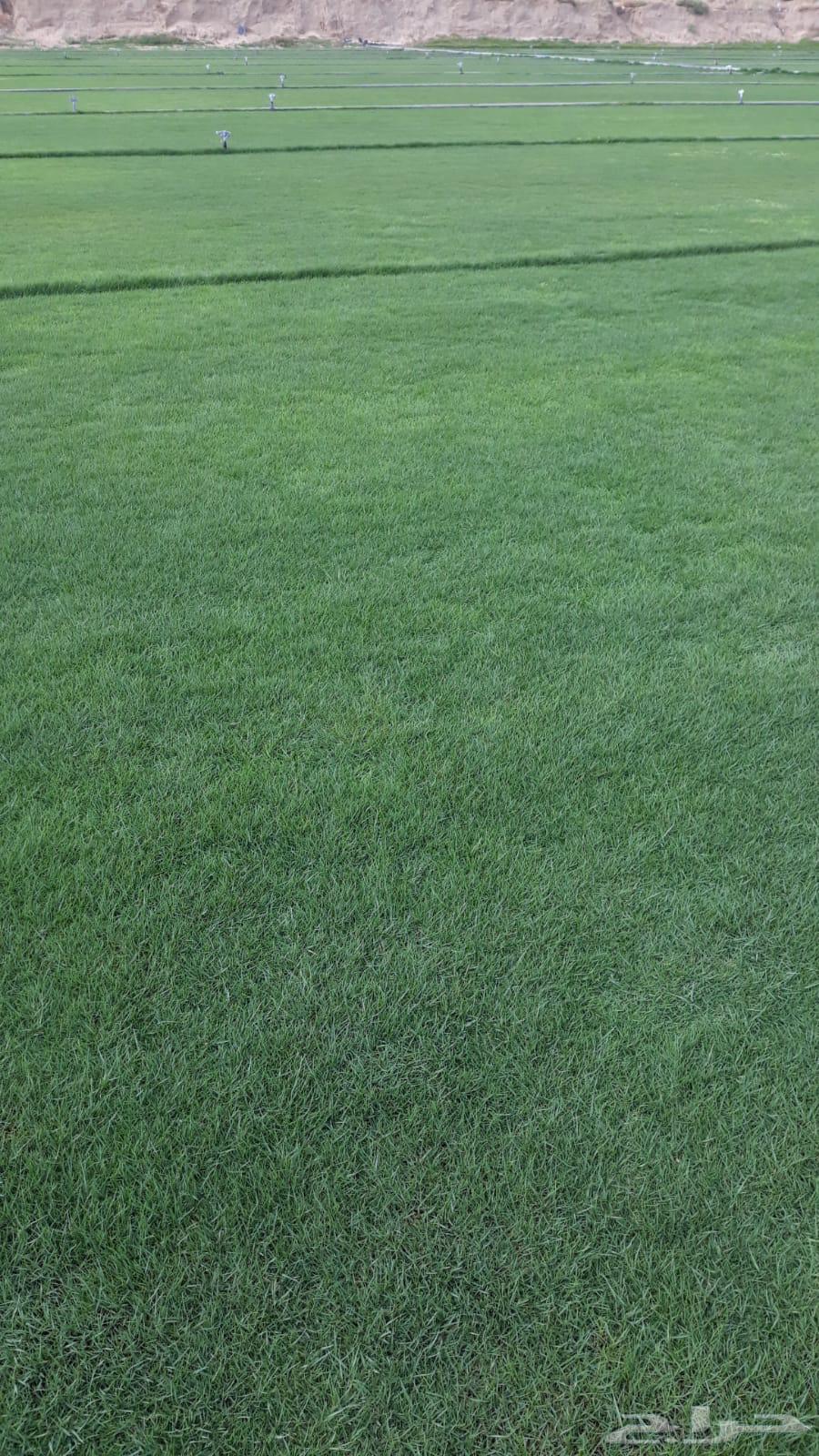 لبيع نجيله طبيعيه خضراء64511954147713111