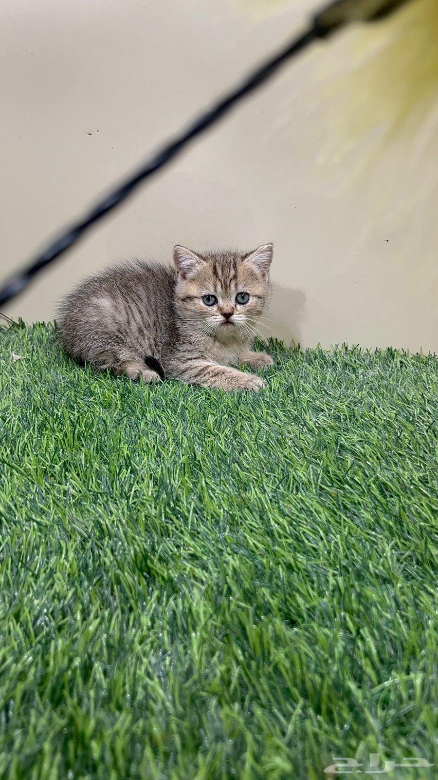 Scotch Street for sale at an attractive price64517076550403113