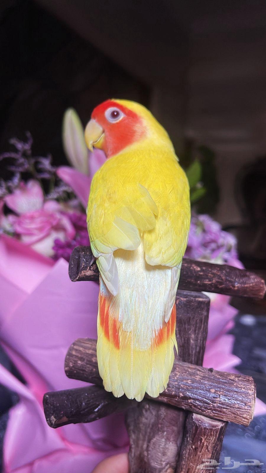 للبيع ببغاء الروز الأليف64517462948611110