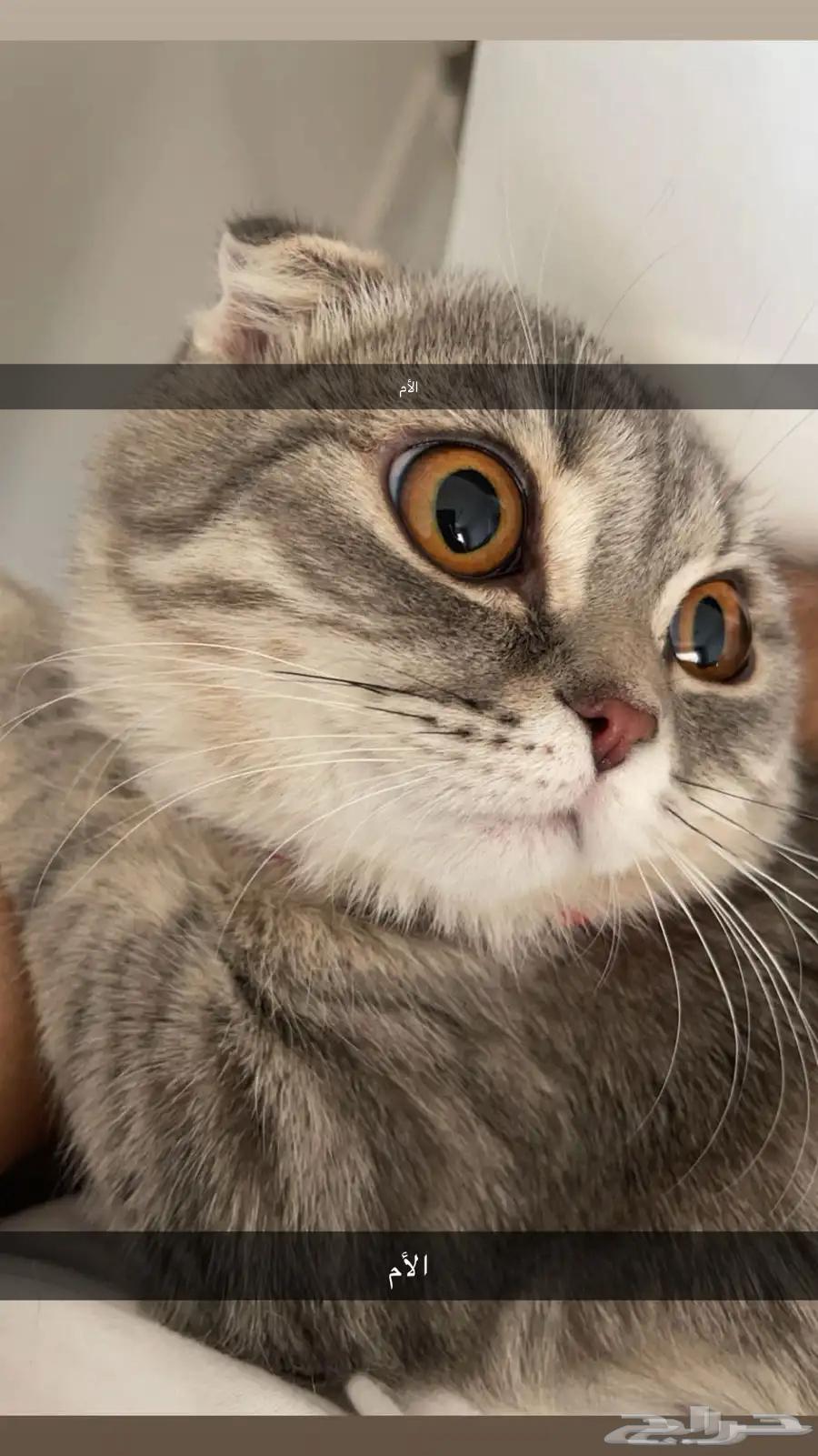 For sale 3 kittens, Scottish Fold double and triple, 60 days old64512964757121110