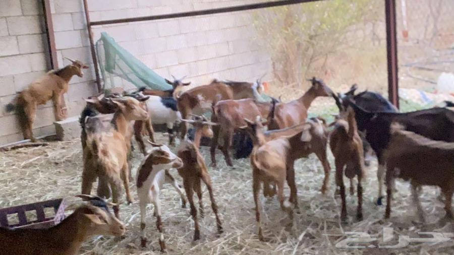 تيوس للبيع الموقع الدرب جمله64518353594881113