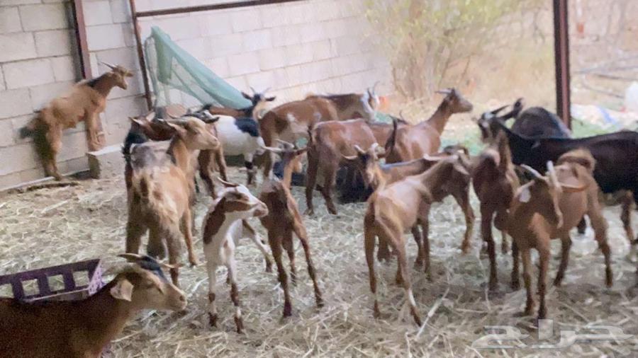 تيوس للبيع الموقع الدرب جمله64518353594881112