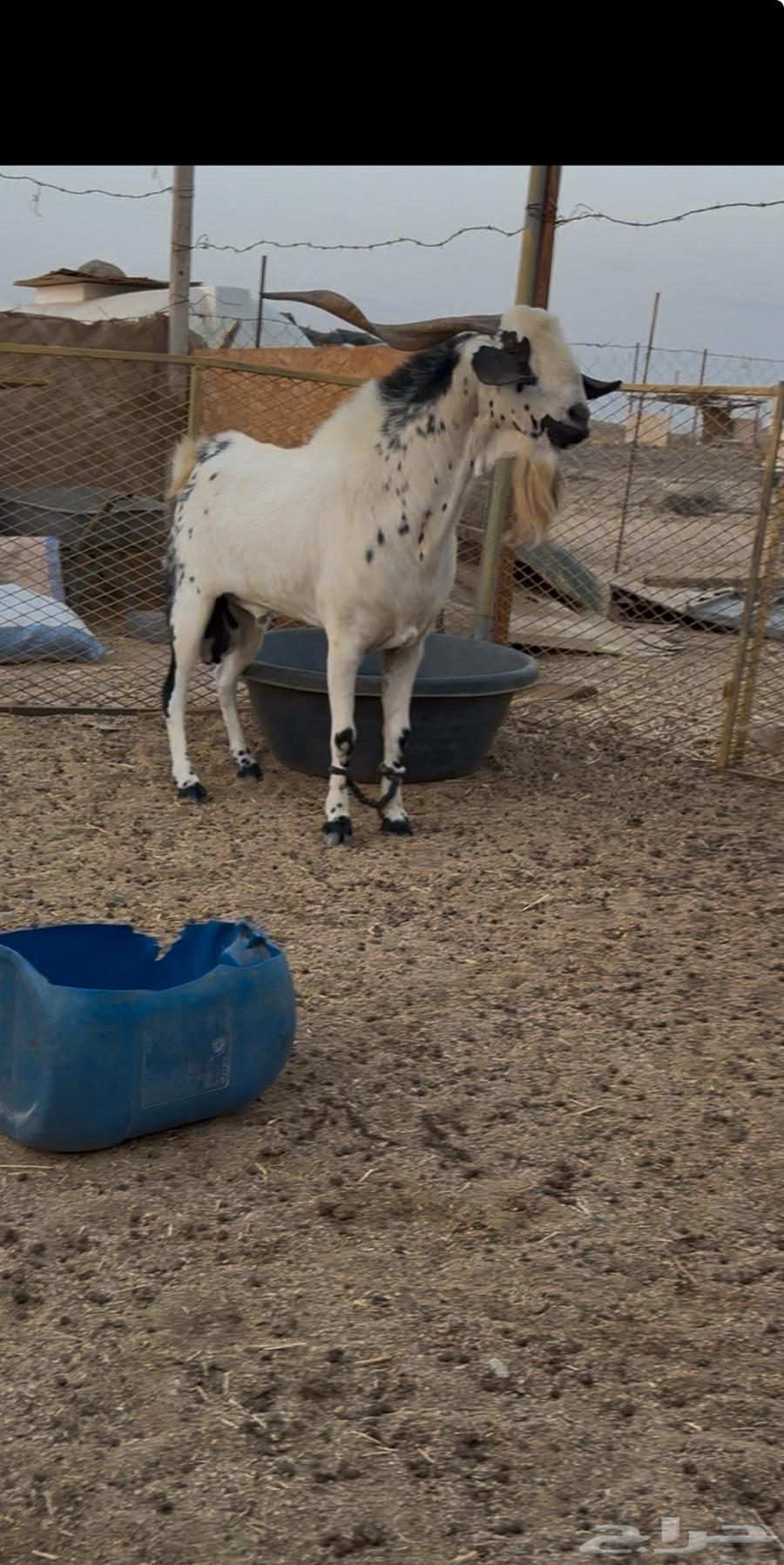 تيس فحل بيشي مشروط من كل العذاريب. تم البيع64517733185411111