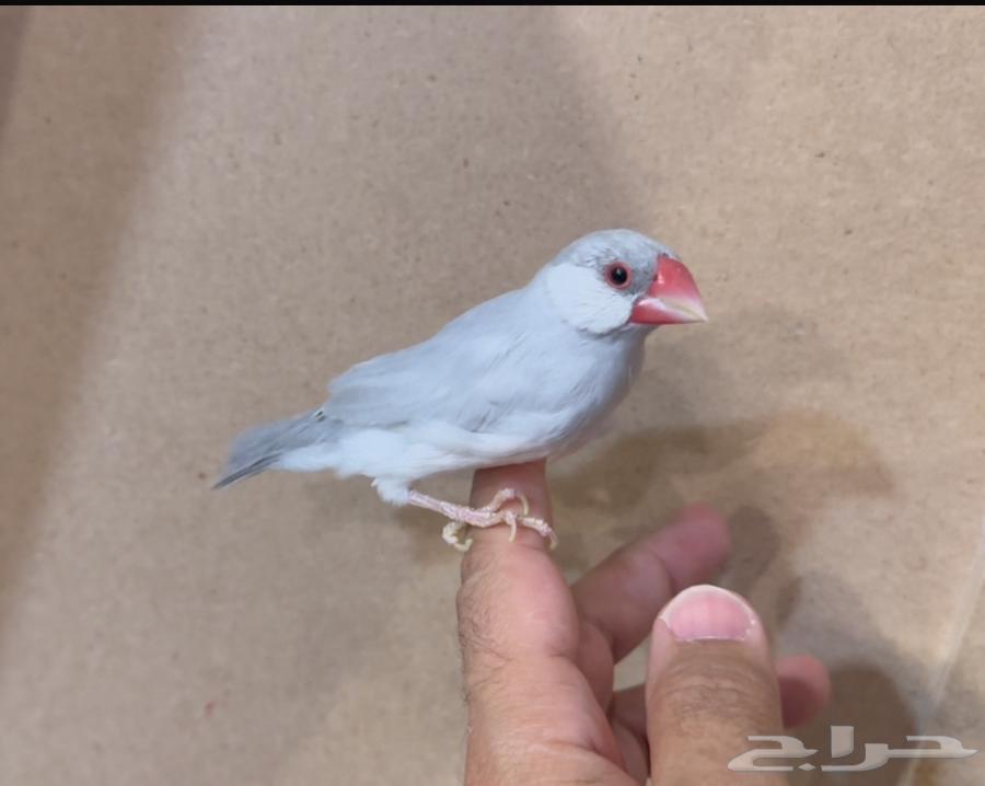 Java Silver Breeding64510986659329111