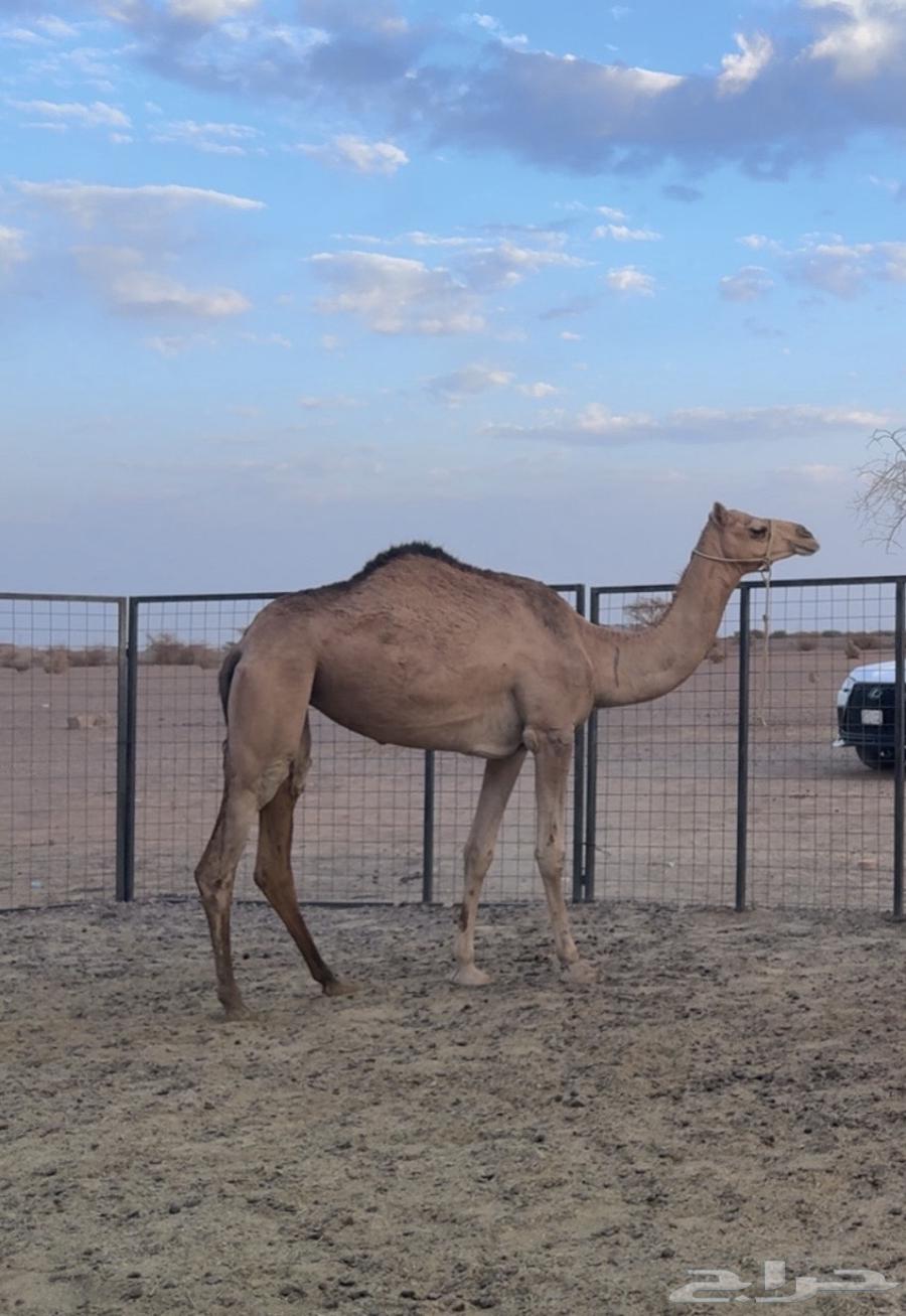 بكره للبيع64514830983425111