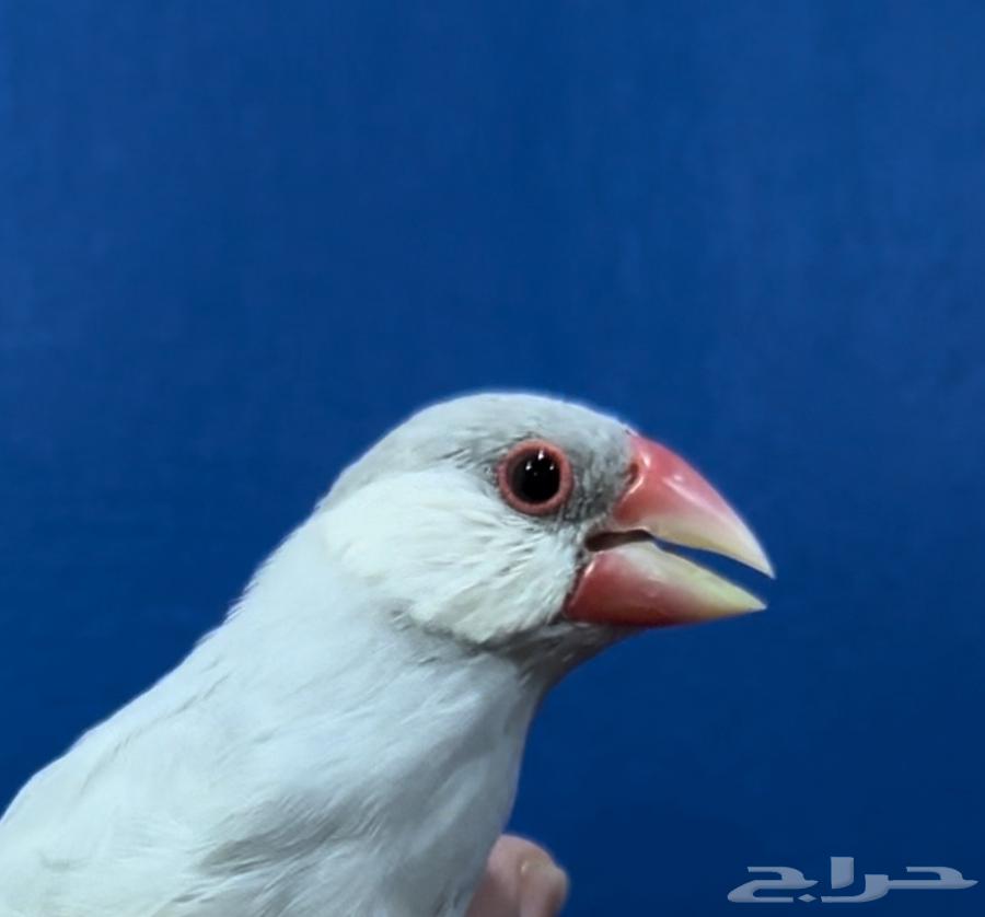 Java Silver Breeding64510986659329112