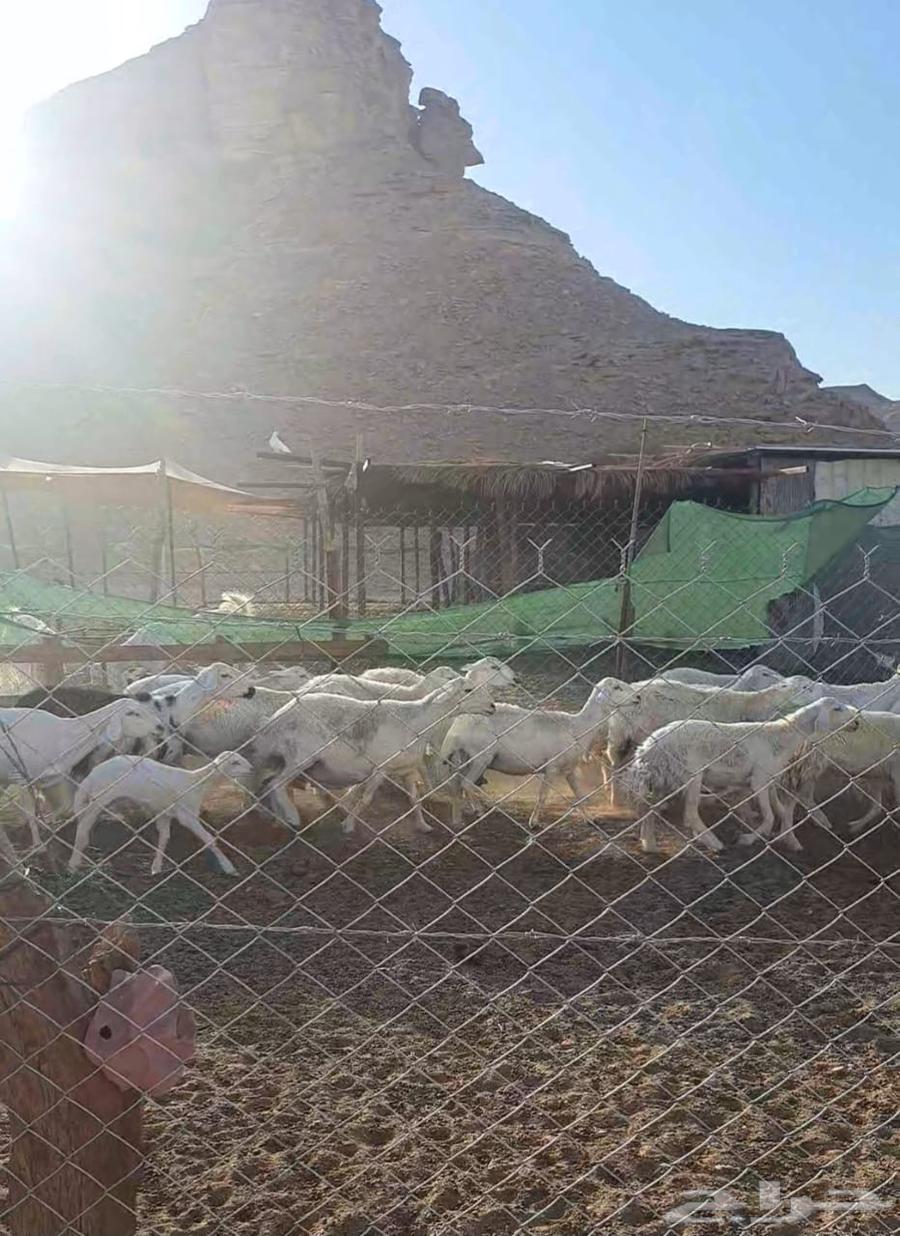 غنم حريات 30 راس للبيع64517147148546113
