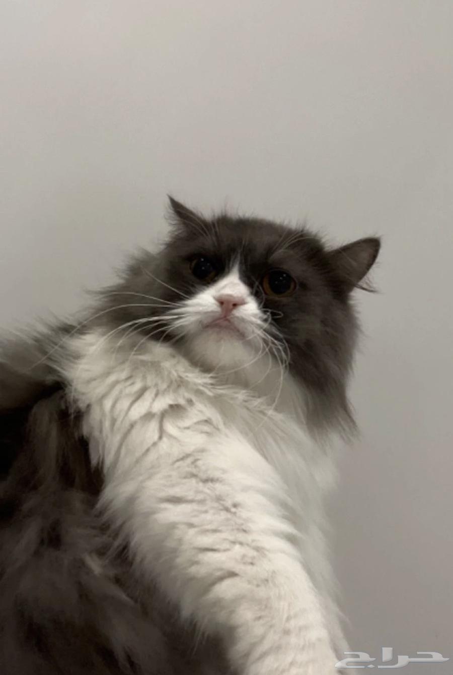 قطط للبيع الوحده ب 300 العمر سنه64512455163779111