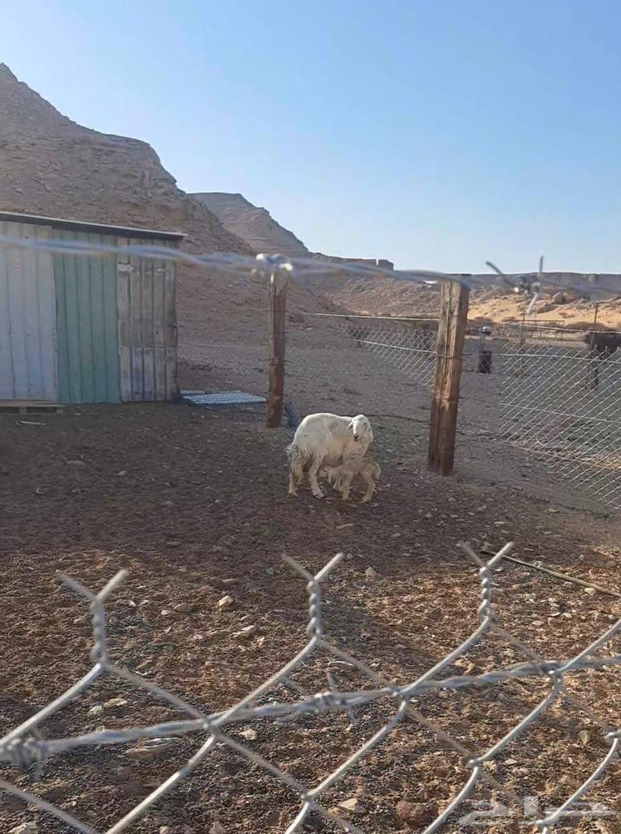 غنم حريات 30 راس للبيع64517147148546114