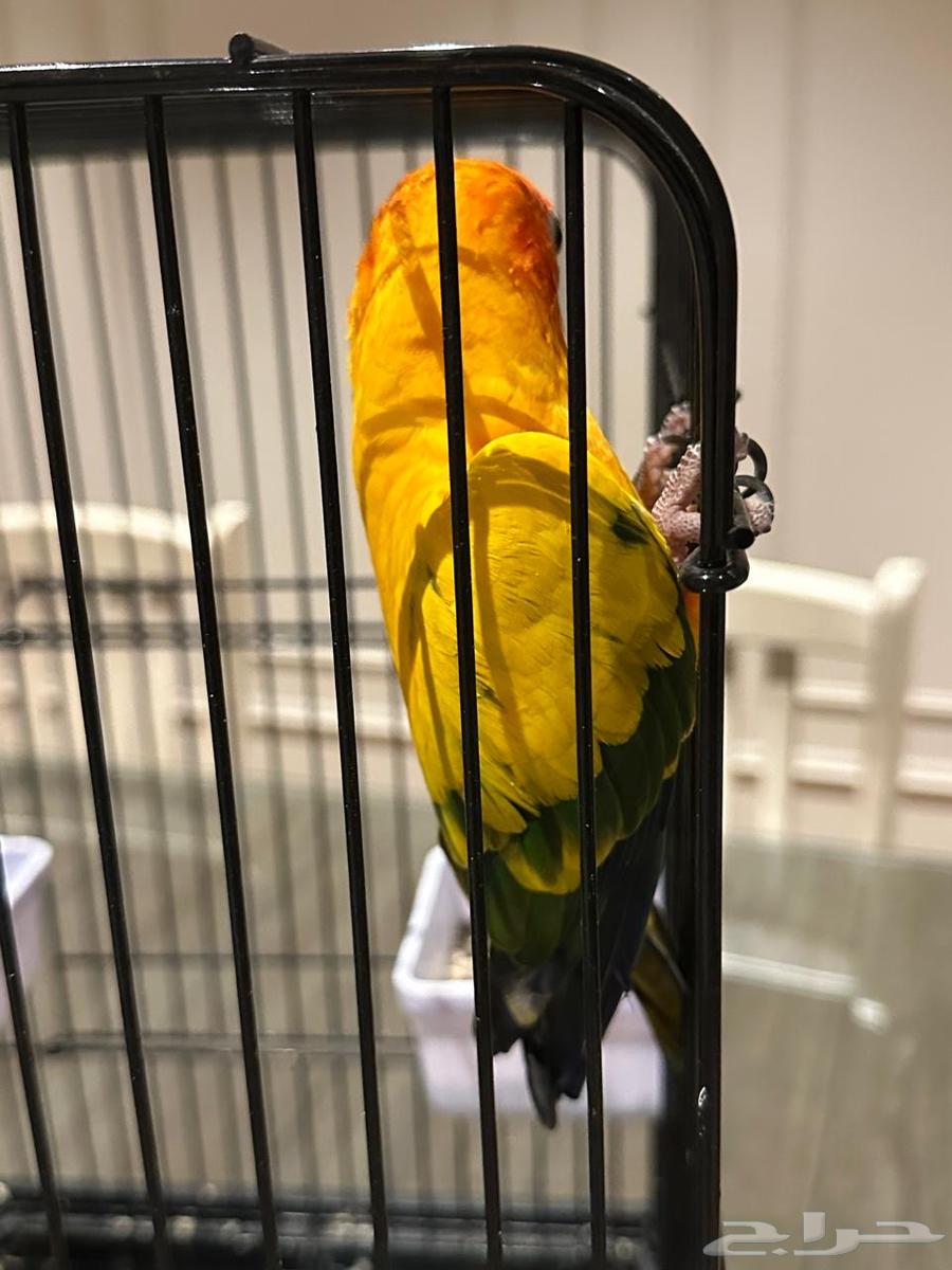 بغبغاء سن كونيور ( Sun Conure )64512916391810111