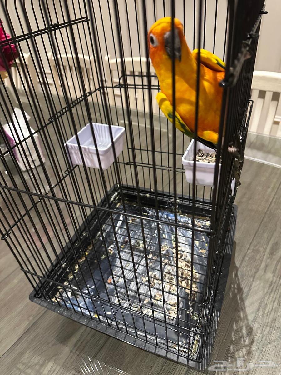 بغبغاء سن كونيور ( Sun Conure )64512916391810110