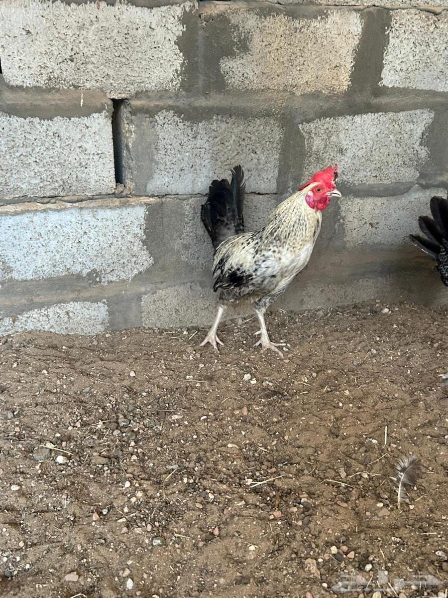 ديك فيومي للبيع64514637998979112