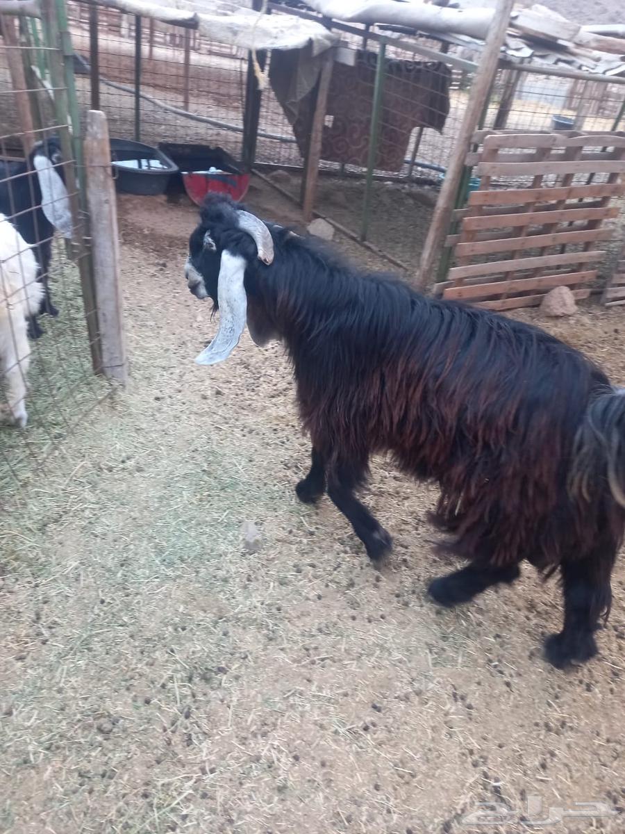 تيس عارضي للبيع64517192157187110