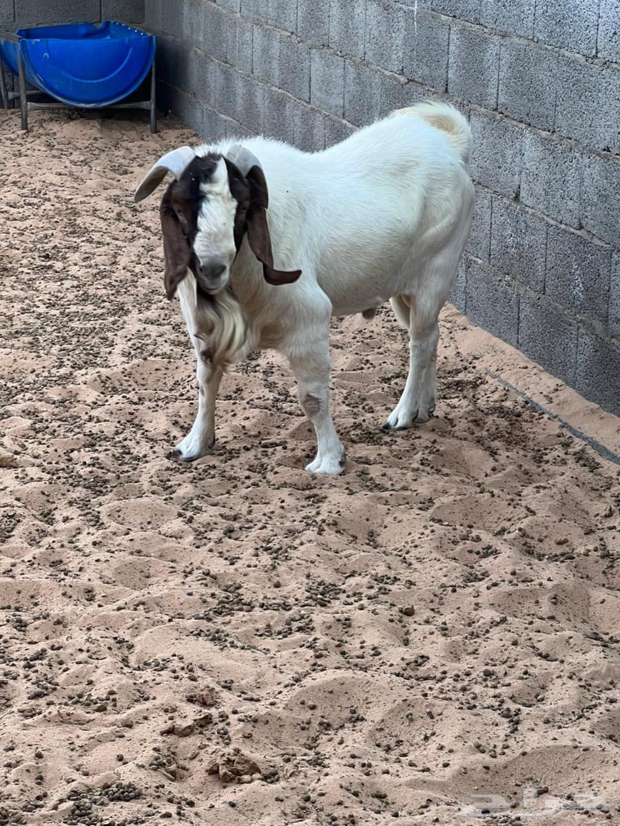 تيس بارقوت للبيع64516978442114112