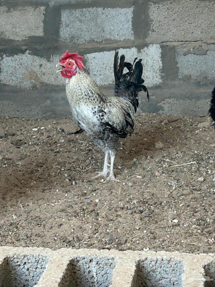 ديك فيومي للبيع64514637998979110