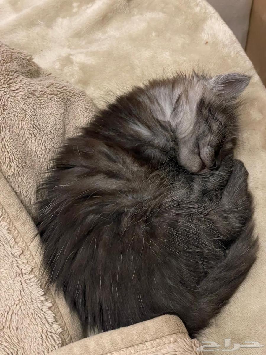 قط - قطط للبيع ابها64513907843075113