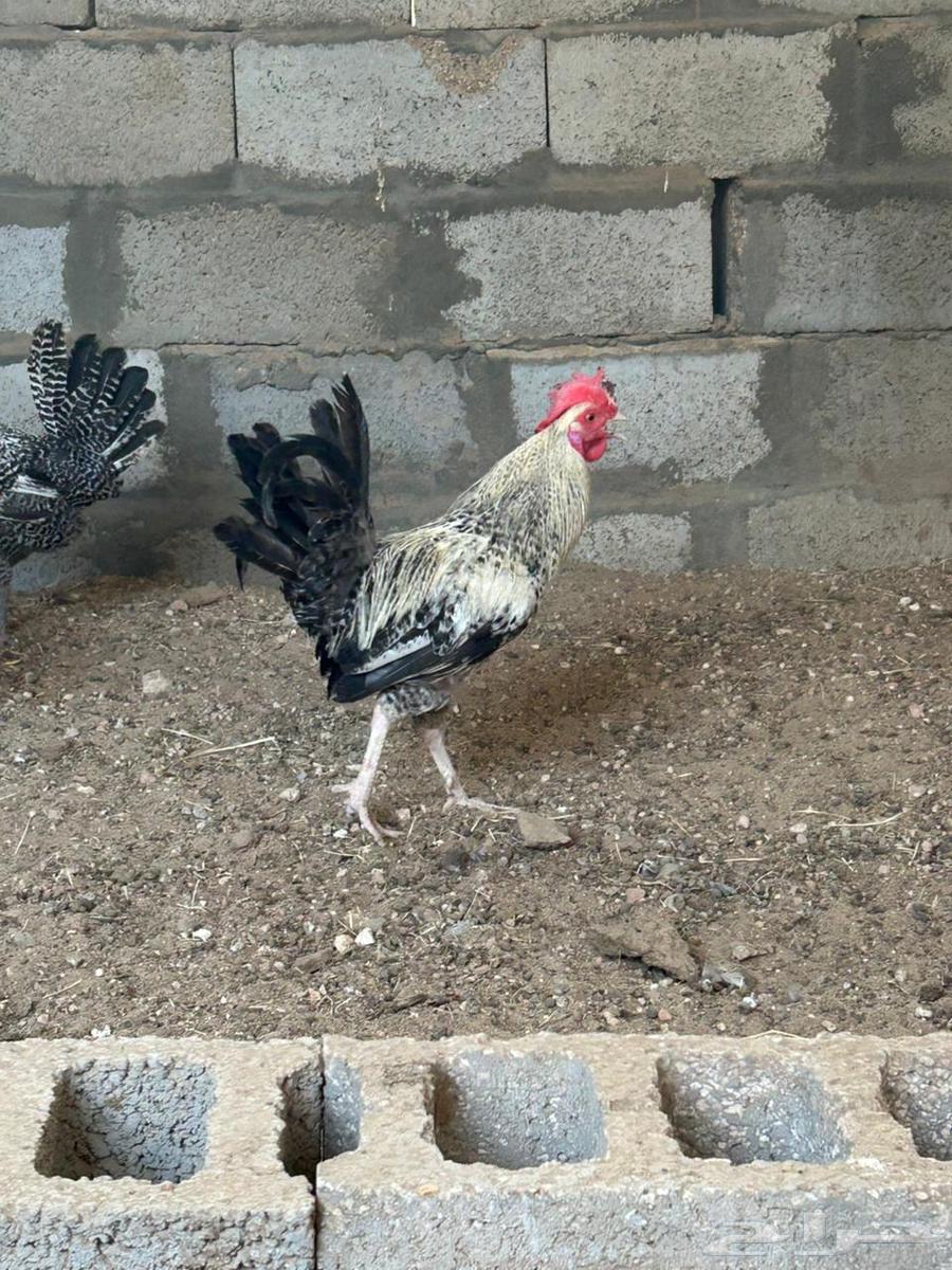 ديك فيومي للبيع64514637998979111