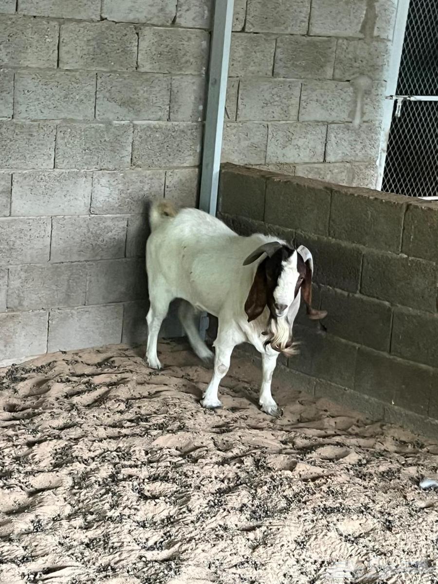 تيس بارقوت للبيع64516978442114113