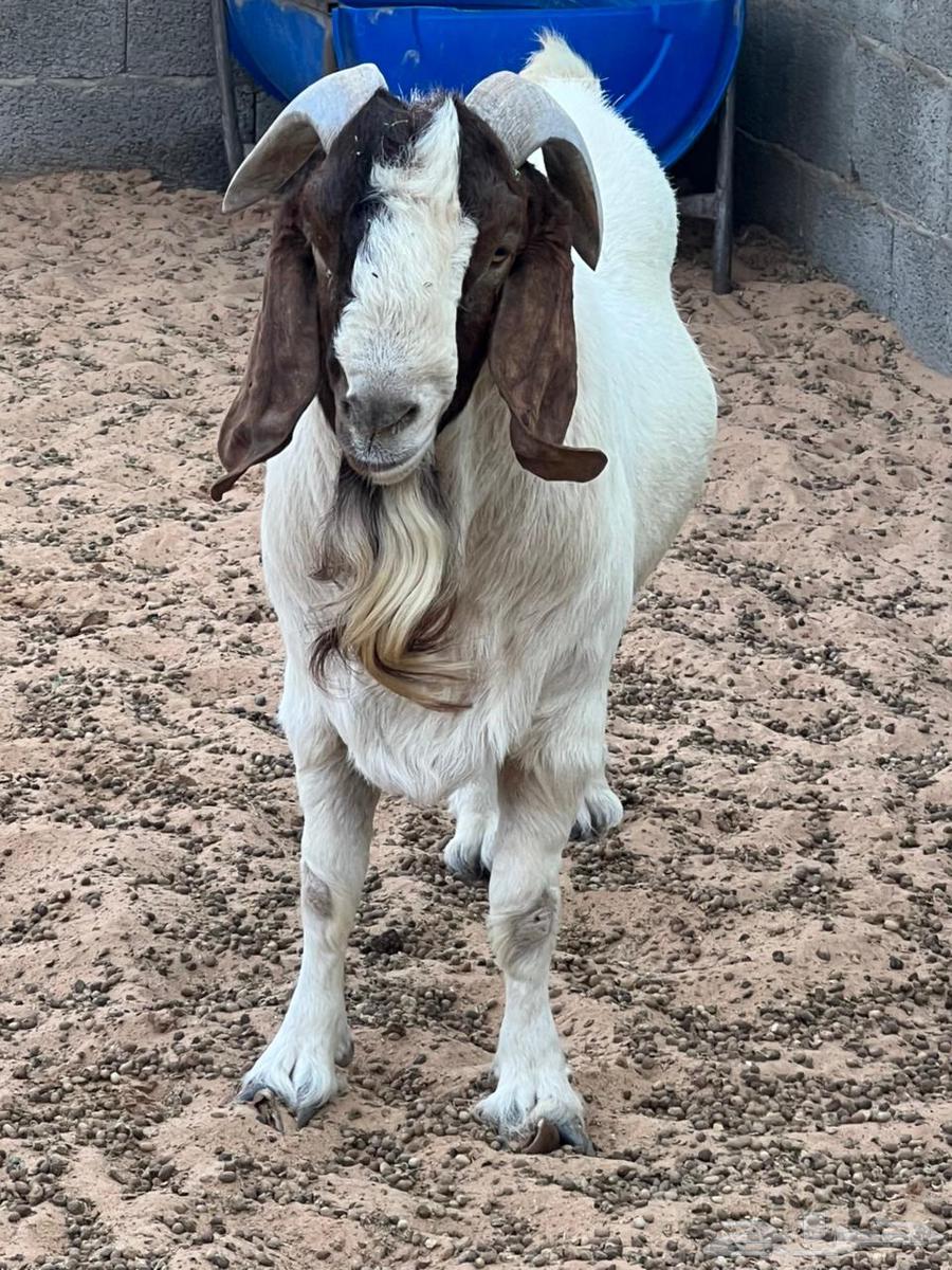 تيس بارقوت للبيع64516978442114111