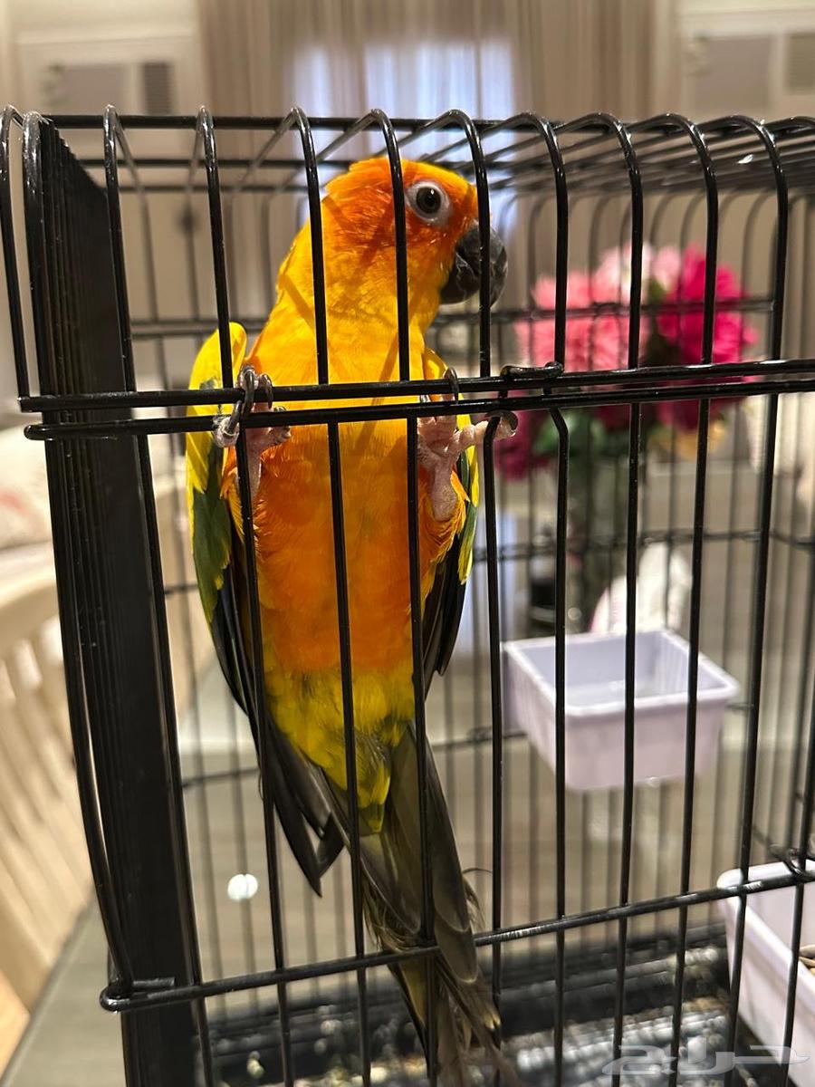 بغبغاء سن كونيور ( Sun Conure )64512916391810113