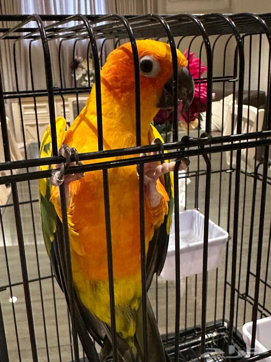 بغبغاء سن كونيور ( Sun Conure )64512916391810114
