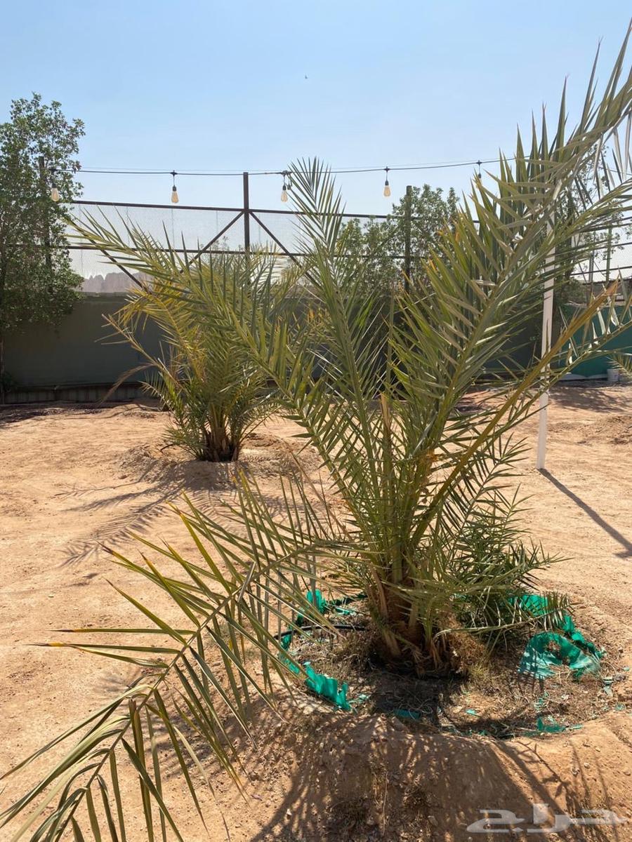 نخيل للبيع64512790479489110