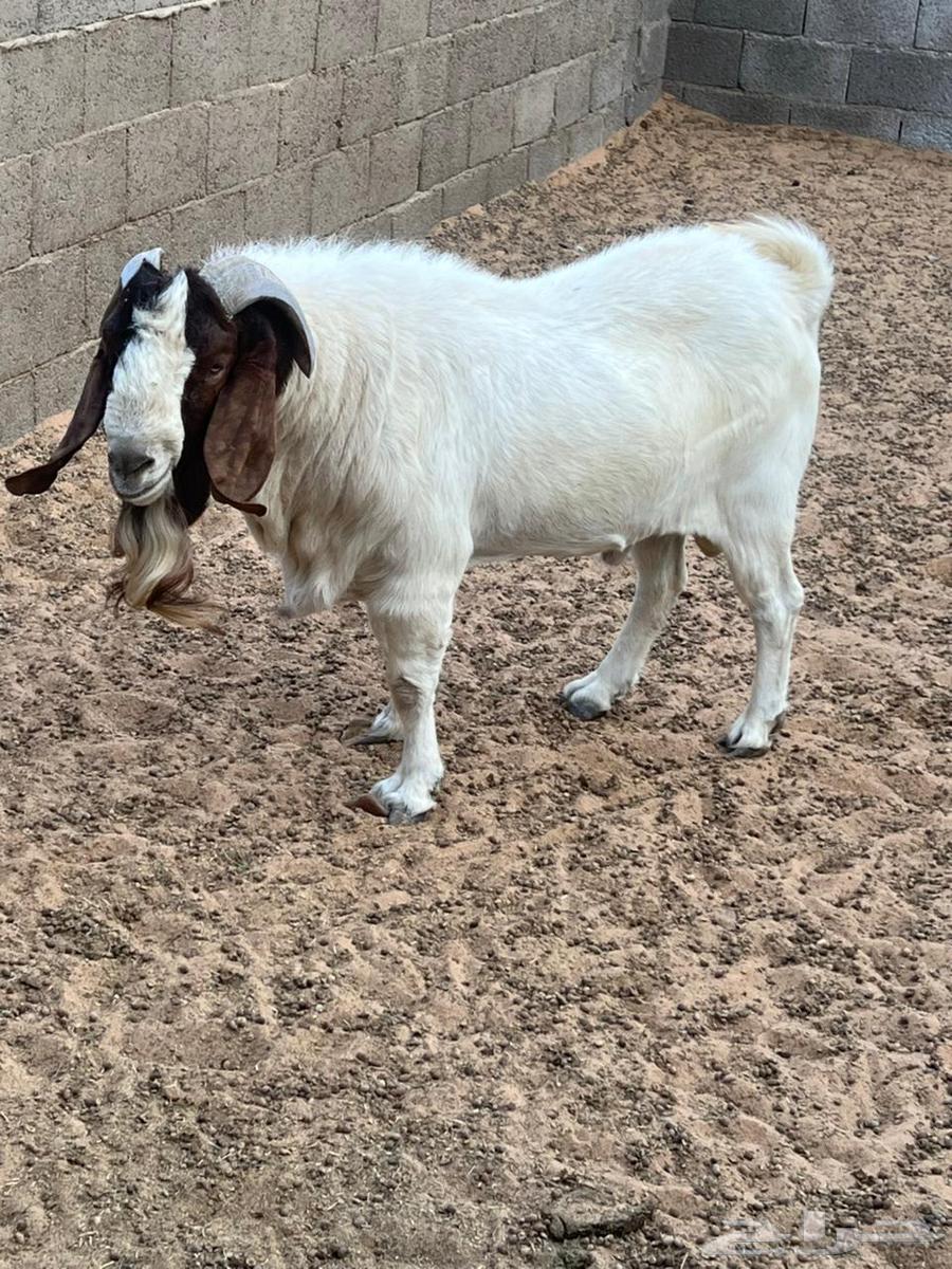 تيس بارقوت للبيع64516978442114110