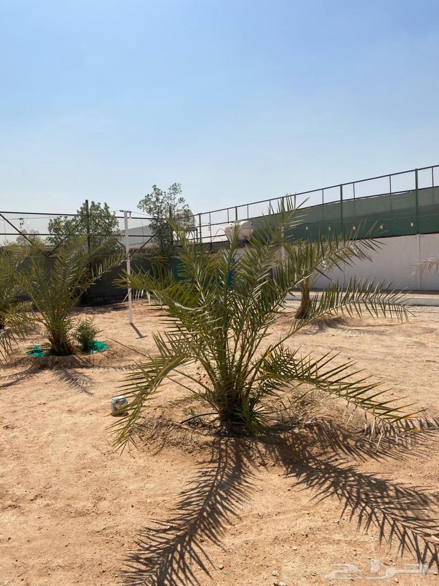 نخيل للبيع64512790479489111