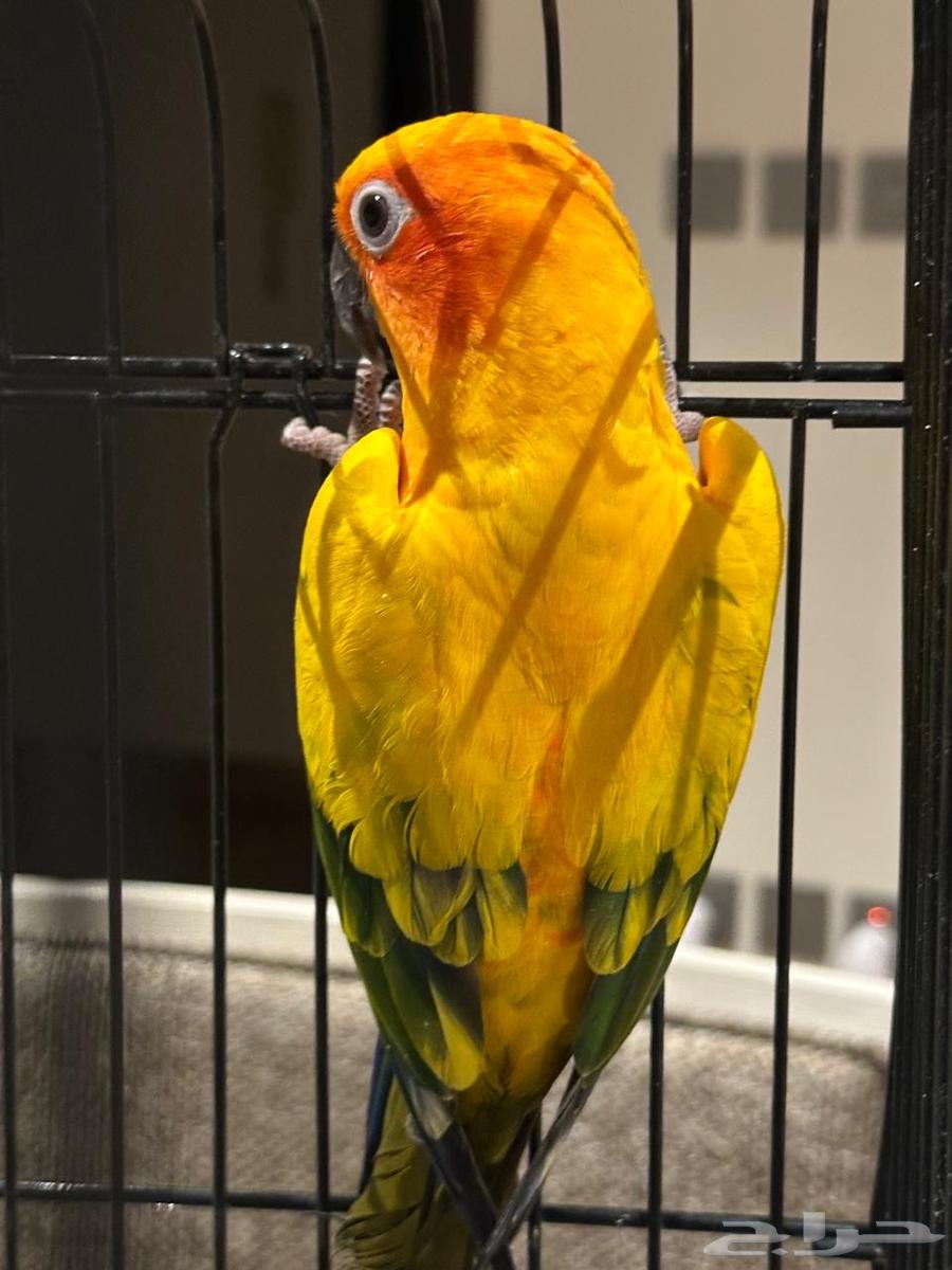 بغبغاء سن كونيور ( Sun Conure )64512916391810112