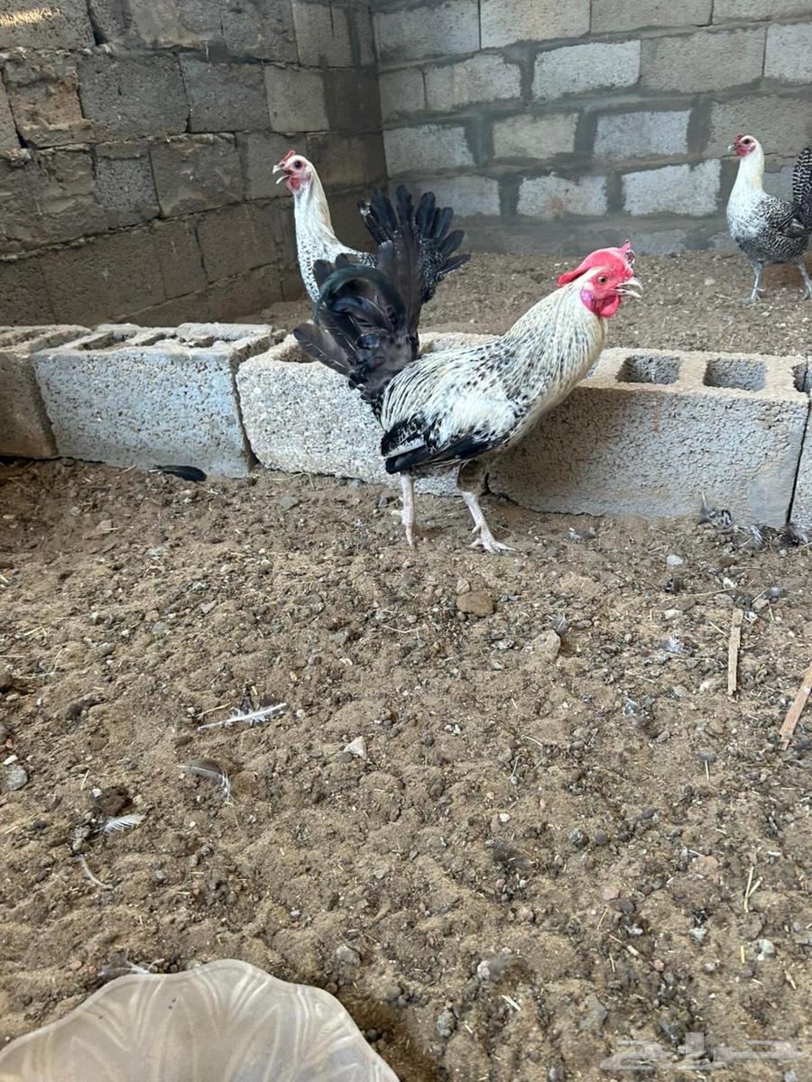 ديك فيومي للبيع64514637998979113