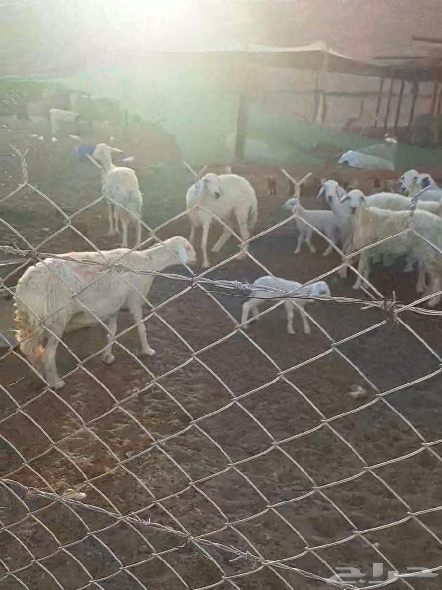 غنم حريات 30 راس للبيع64517147148546112