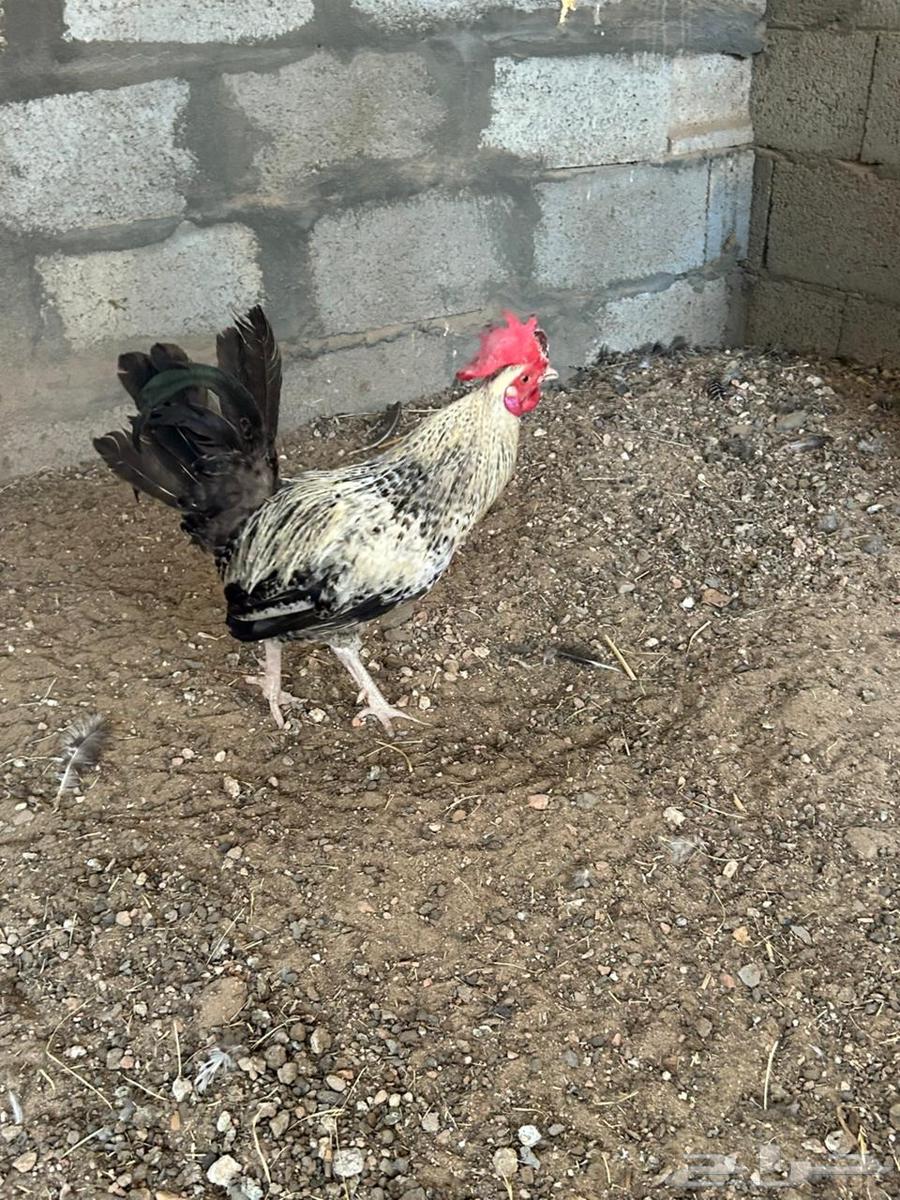 ديك فيومي للبيع64514637998979114