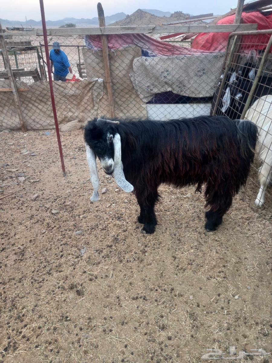 تيس عارضي للبيع64517192157187111