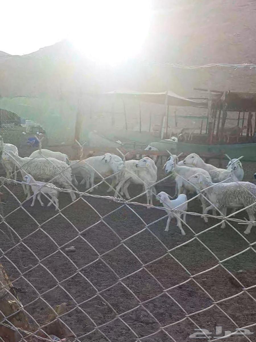 غنم حريات 30 راس للبيع64517147148546110