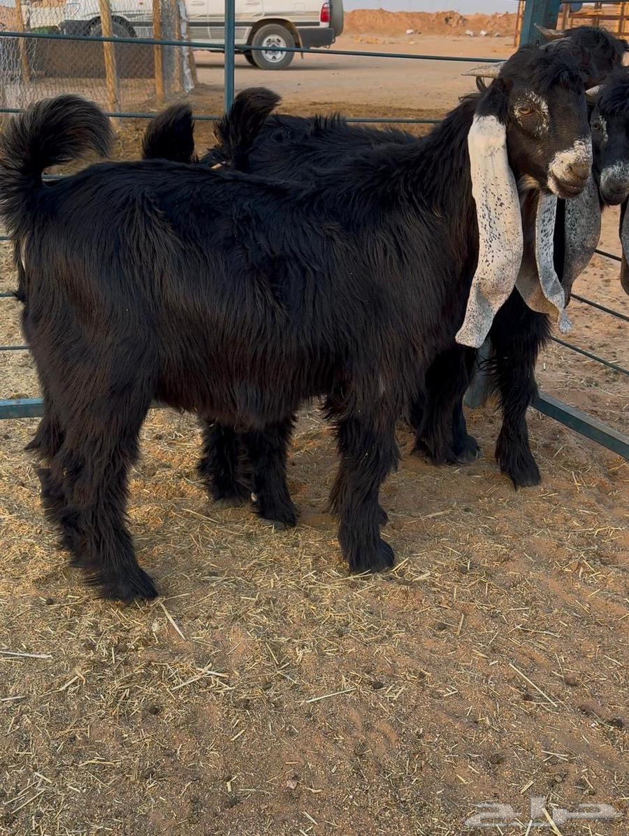 تيوس عوارض صنف64516086628611114