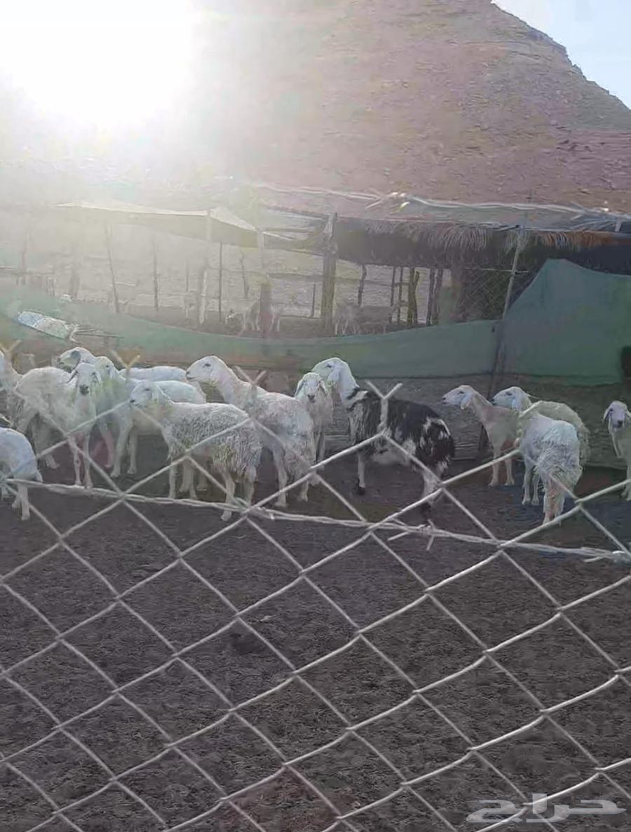 غنم حريات 30 راس للبيع64517147148546111
