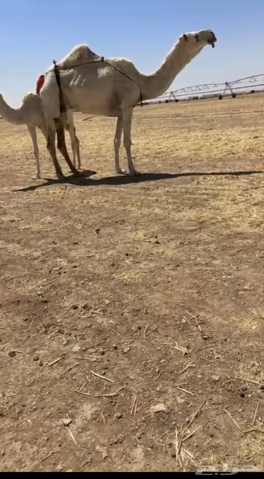 للبيع عشرا كفو تحتها بكره64513880306689110