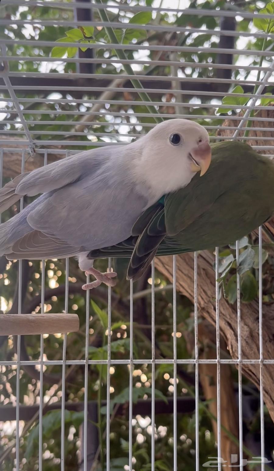 طير روز مع الملحقات على السوم64517333612035110