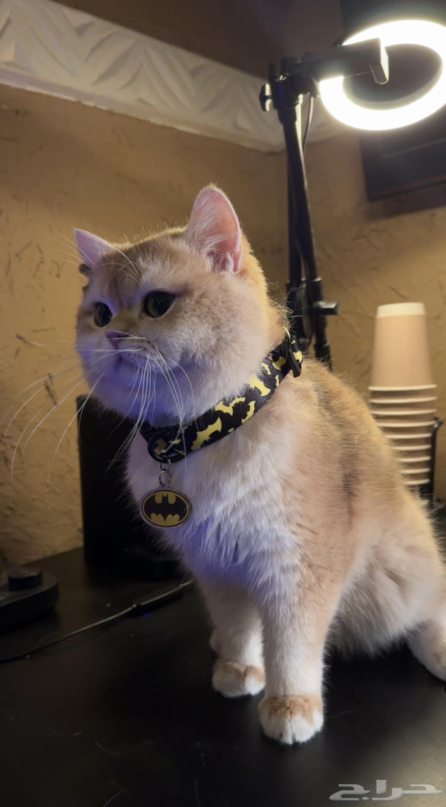 Scotch Gold High-Level Breeding, Not for Sale64517104820481112