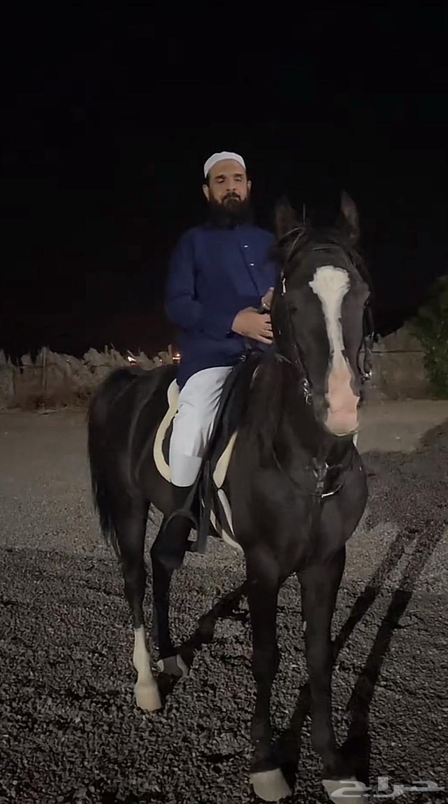 خيل مصري عربي للبيع64525911845377110