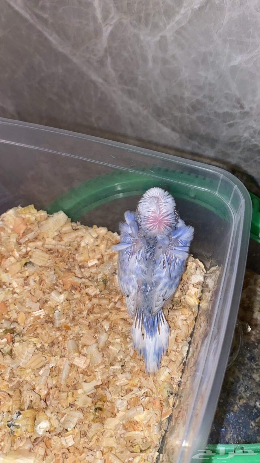 Dutch budgerigars, some are hook and some are crested64522429975298111