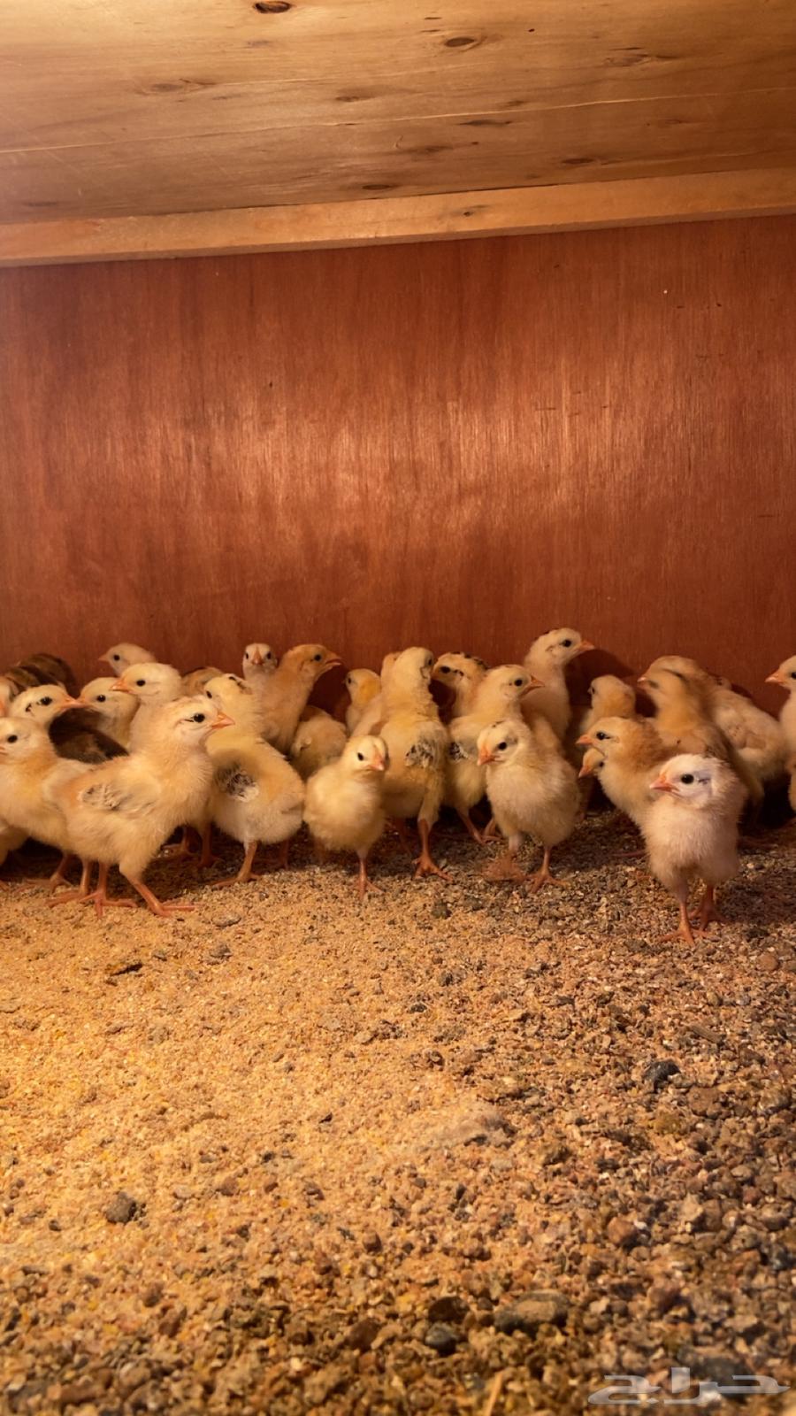 للبيع صوص بلدي تم البيع64521568366594111